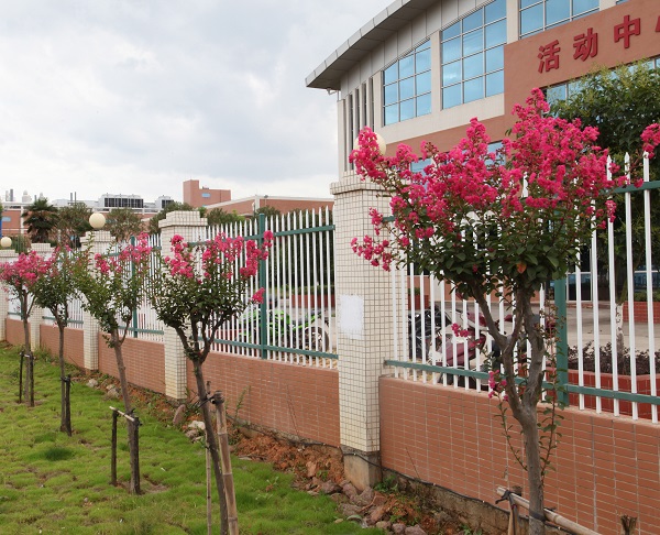 深聯(lián)軟板廠的紫薇花開得正美，等你來
